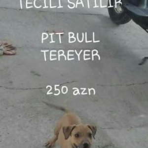 pit bull balasidi tecili satilir