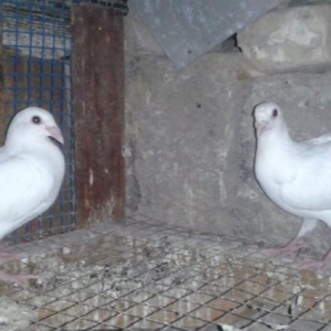 Paroda quwlar