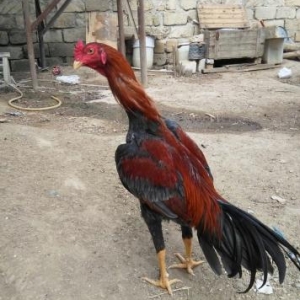 Heyrati bece