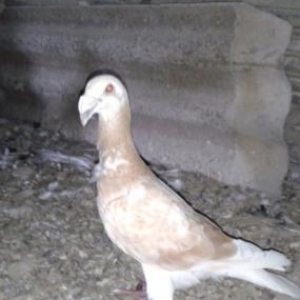 Drakon quwlari