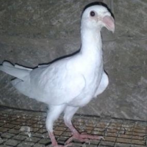 Paroda quwlar