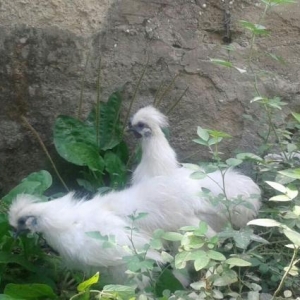 pon ponlar