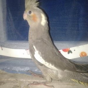 korelladır