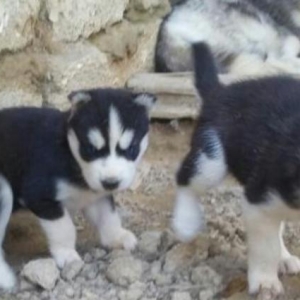 xacqi balalari erkekdi gelme itderdi temiz qandi iki gozderide goydu