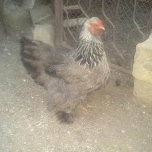 orginal  brama dark