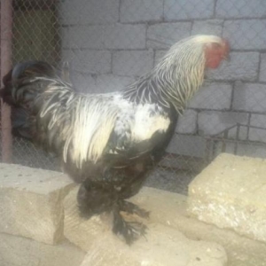 orginal  brama dark