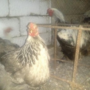 orginal  brama dark