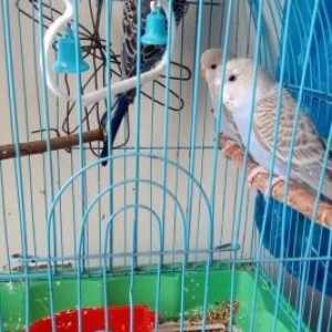 3 ədəd volnistiy popuqay.Anasi yenidən yumurta qoyduguna görə bunlari
