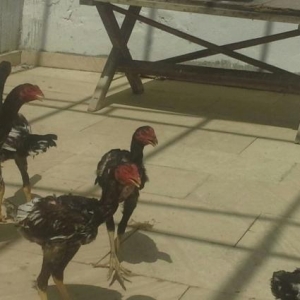 təmiz sağlam çınsdir ,vaxtı- vaxtında peyvənd olunub,