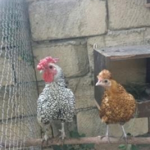 Dekorativ quslarin cuceleri ve yumurtalari satilir.Münasib qiymət. tel