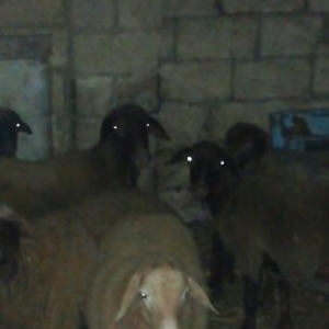 qurbanliq quzular