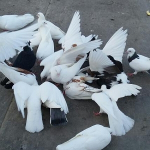 Optavoy satılır. qaçırtdım çoxunu. onun üçün tərgidirəm. saxlamaq istə