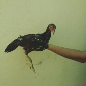 heyrati