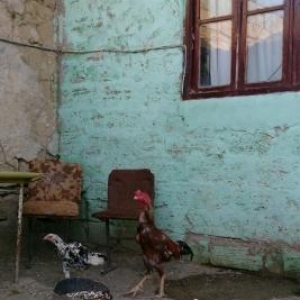 Toyuq satılır