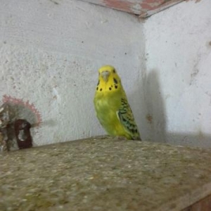 Quşlar