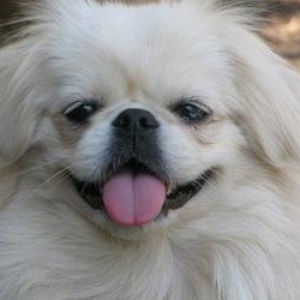 Pekines balalar satilir(ag+karicni)rengler