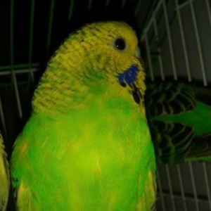 cex papuqay satilir