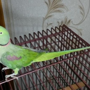 Quş satılır
