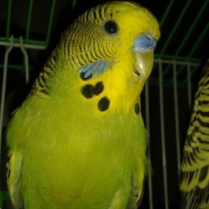 cex papuqay satilir
