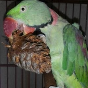 Quş satılır