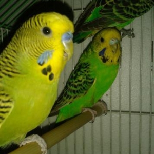 cex papuqay satilir