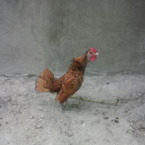 Zibrit xoruzu