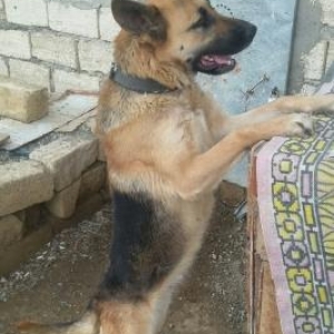 ükünüde satıram qiymetde razılaşarıq barterde var