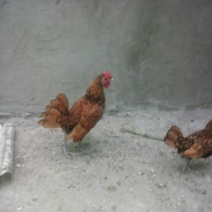Zibrit xoruzu