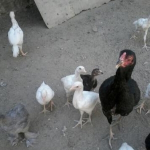 Heyreti cuceler