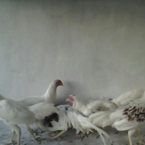 Quş satılır