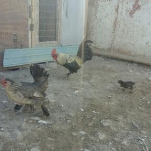 goyercinler