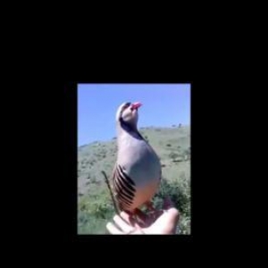 Dekaratıv qushlar