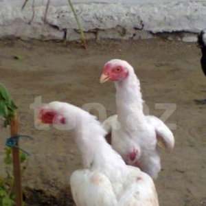 Ag heyrati cutu