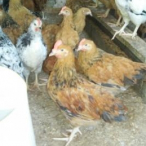hayat cucalir
