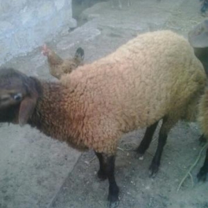 qurbanlıq qoyun satılır əldə bəslənib