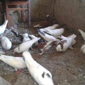 qus almaq isteyenlerin nezerine her cure satilir başlayan qiym