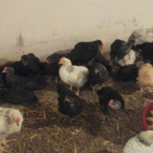 ağ ve qara serevrizler gun 35 tam saqlam quslar butun vaksinleri olub