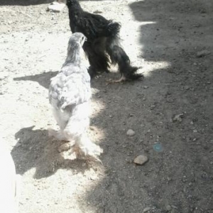 brama