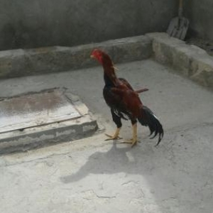 satilir50azn turk sortu 9ayliq ciddi alici narhat etsin eleqe