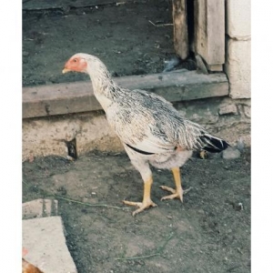 heyrati