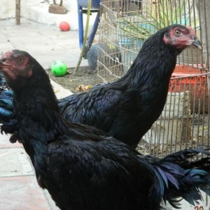 Qarabala