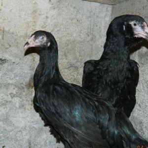 Qarabala