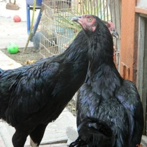 Qarabala