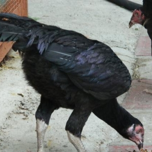 Qarabala