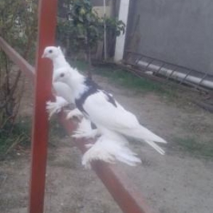 cutdur