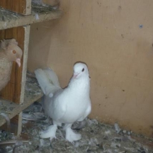 qizgin erkeydi