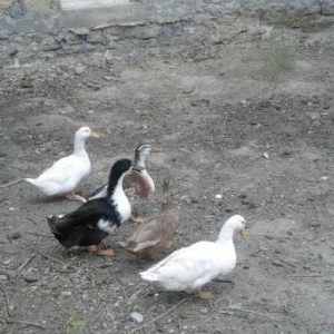 Ördəklər satılır 5 ördəkdi sağlam ördəklərdi