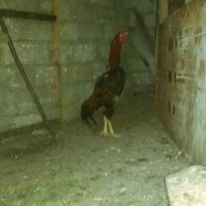 Temiz sort Heyrati