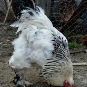 Brama xoruzu. Əsil yekəpər brama. Sağlam və cavan xoruzlardır.