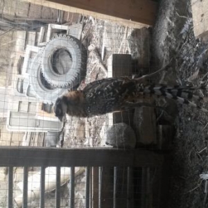 Karaleviski 5 ayliq feresin aliram kim satsa xeber etsin